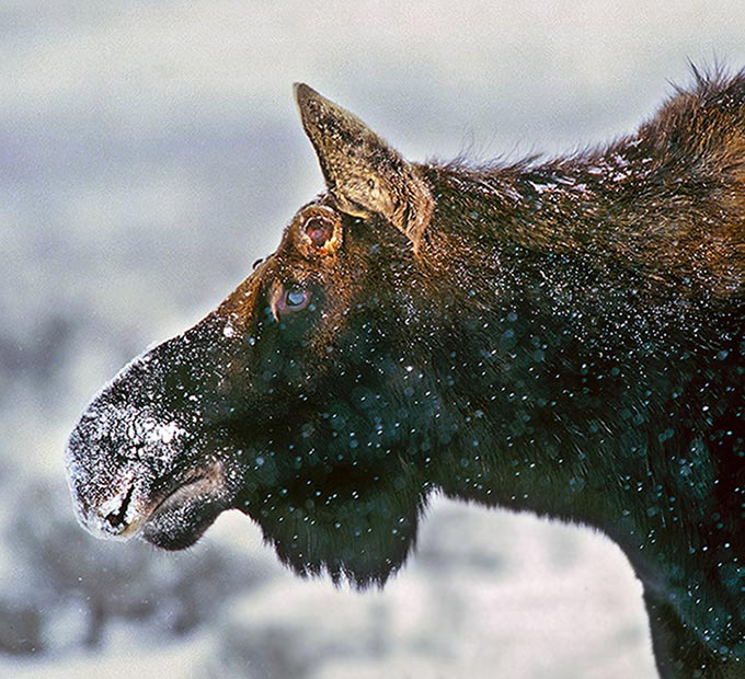 Declining Moose Populations What Does the Future Hold? Articles