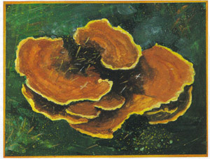 Velvet Top Fungus, Phaeolus schweinitzii Image
