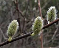 Pussy Willow Photo: Sue March