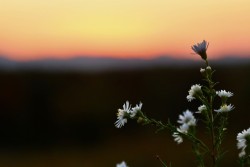 Panicled aster Photo: Liz Thompson