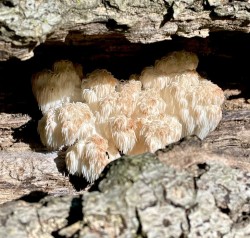 Log fungi Photo: Lynette Reep