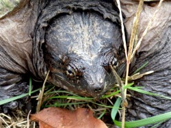 Snapping turtle Photo: Frank Kaczmarek