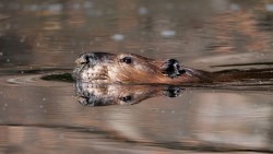 Beaver Photo: Amy Quist