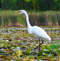 Great egret Photo: Richard Philben