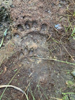 Bear prints Photo: Laura Flight