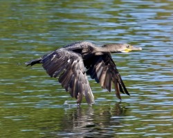 Cormorant Photo: Ross Lanius