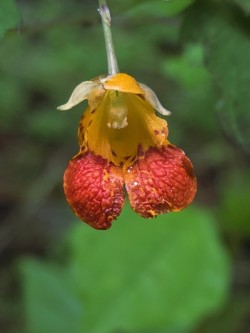 Jewelweed Photo: Susan Lichty
