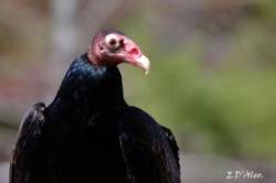 Turkey Vulture Photo: Eric D'Aleo