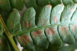 Fern frond Photo: John Blaser