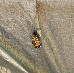 Monarch Photo: Jeff Pickett