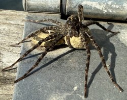 Fishing spider Photo: Katherine Fiveash