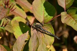 Arrow clubtail Photo: Ken Hatch