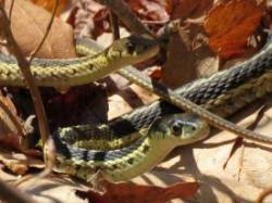 Garter Snakes Photo: Vanessa David