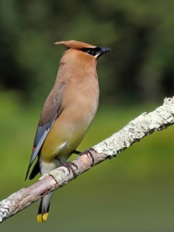 Cedar waxwing Photo: Charlie Schwarz