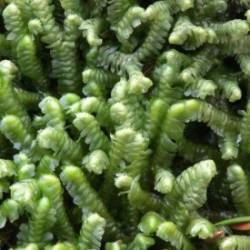 Liverwort Photo: AM Dannis