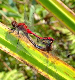 Red meadowhawk Photo: Frank Kaczmarek