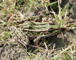Leopard frog Photo: Sheri Larsen