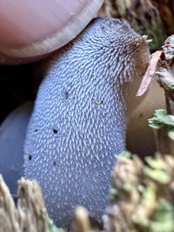 Jelly tooth Photo: Kirk T. Gentalen