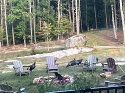 Turkeys Photo: Amy Johnson