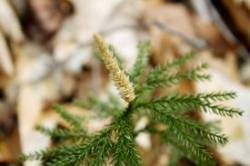 Living Fossils Photo: Sarah Deuell