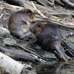 Beavers Photo: Amy Quist