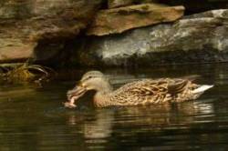 Female Mallard Photo: Ken Hatch