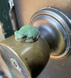 Frog doorknob Photo: George Briggs