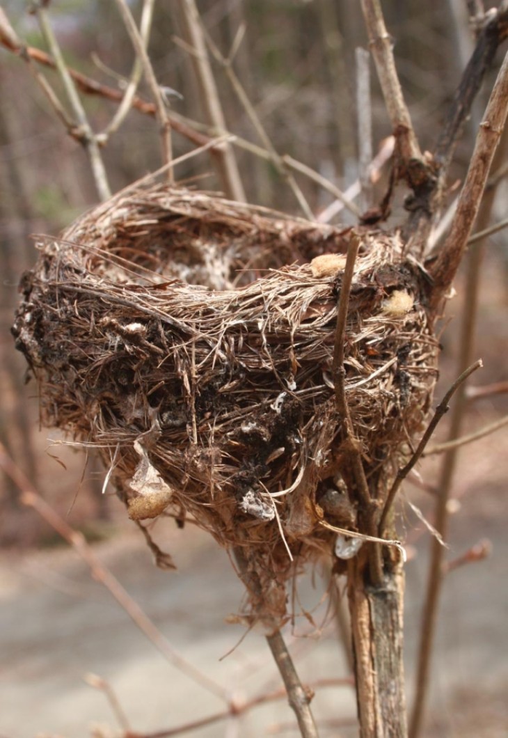 Which Bird Made That Nest?