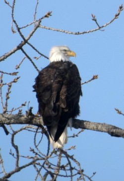 Eagle Photo: Thomas Anderson