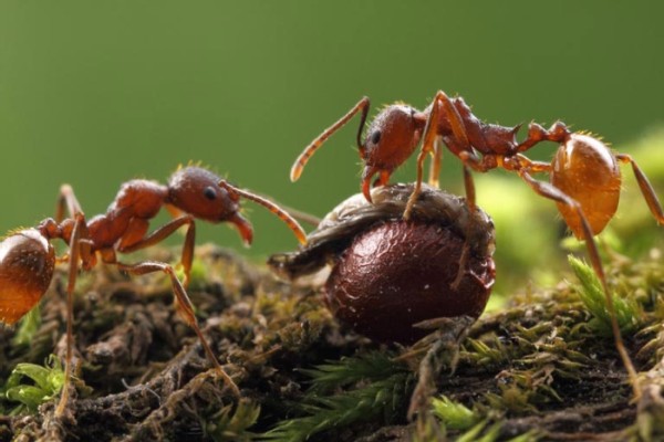 Wonderful Woodland Ants