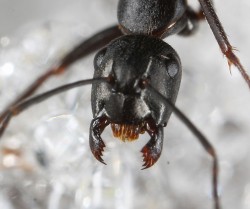 Wonderful Woodland Ants Photo: Gary D. Alpert