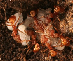 Wonderful Woodland Ants Photo: Gary D. Alpert