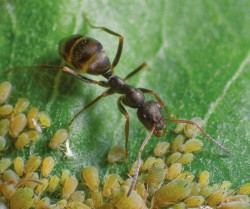 Wonderful Woodland Ants Photo: Gustav W. Verderber