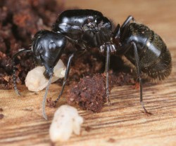 Wonderful Woodland Ants Photo: Gary D. Alpert