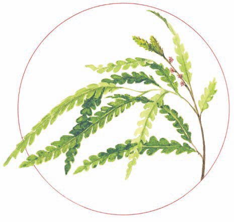 Sweetfern, Comptonia peregrina