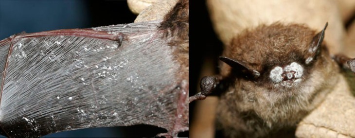 Bats on the Brink: White-nose Syndrome Hits Home