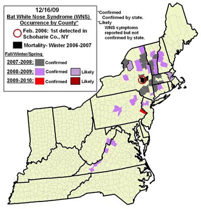 Bats on the Brink: White-nose Syndrome Hits Home