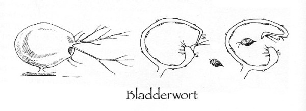 Sundews, Pitcher Plants, and Bladderworts: Carnivorous Plants in our Midst