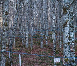 A Maple Bubble? How the Syrup Market Works, and What It All Might Mean Photo: Dave Sherwood