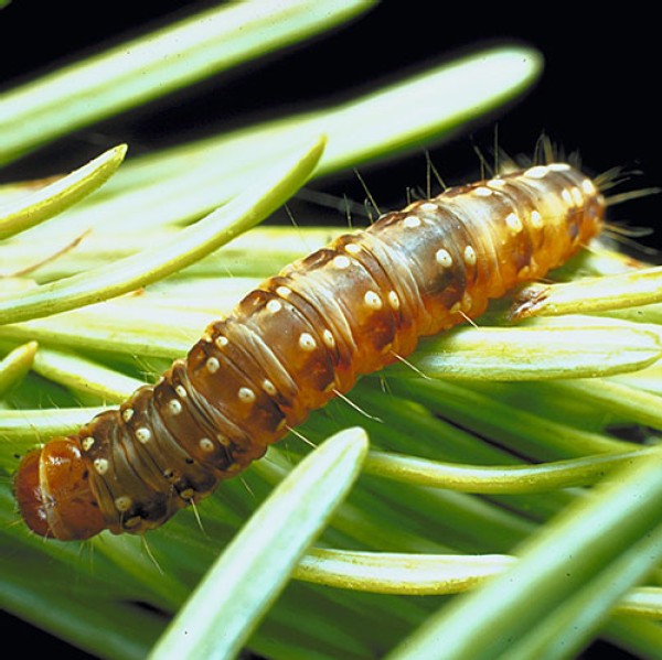 Caterpillar Clash: The Budworm Returns