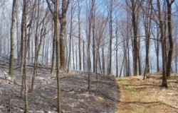 Field Work: At Work Starting (and Putting Out) Fires with Fire Management Services Photo: Dave Mance III