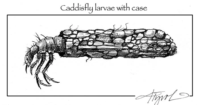 Caddisfly_web.jpg