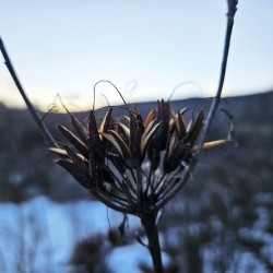 Azalea Photo: Tammis Coffin
