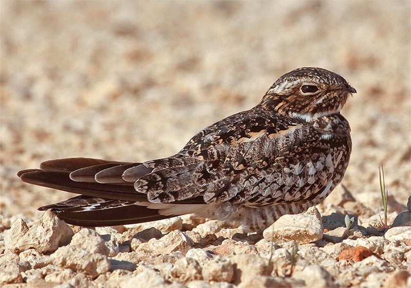 Common Nighthawks: Two Strikes and a Temporal Mismatch