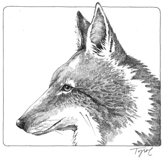 Canis soupus: The Eastern Coy-Wolf