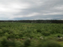 cree9.jpg