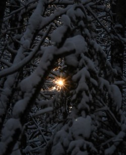 Winter sunstar Photo: Sandy Miklas Dannis