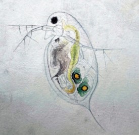 Daphnia thumbnail