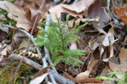 Clubmoss Photo: Karen Dapp