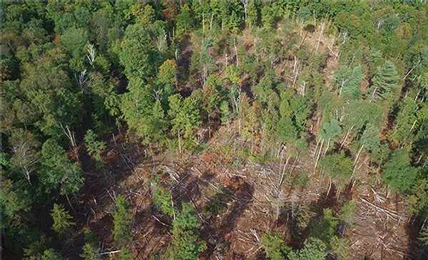 A Family Forest Takes Shape